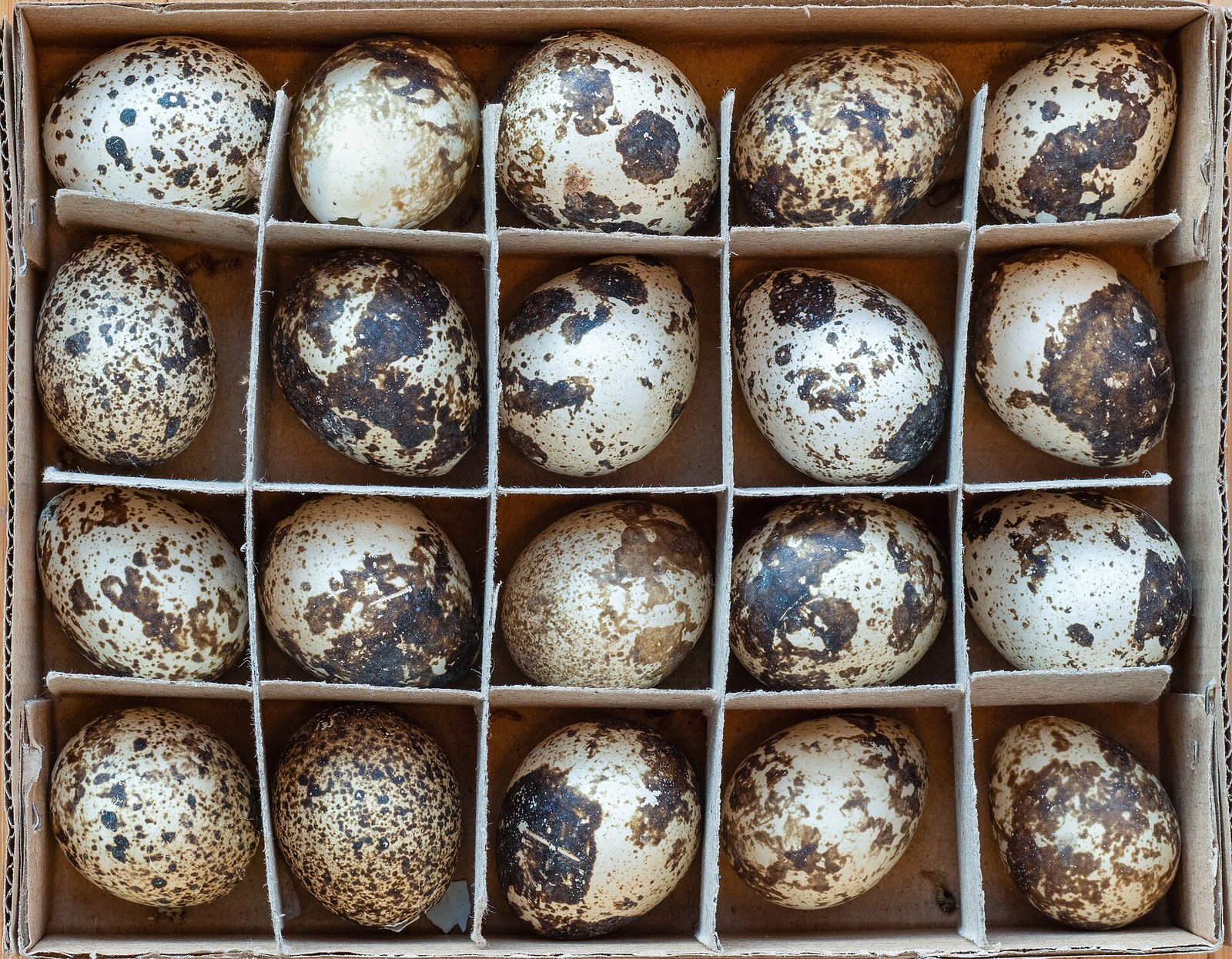 Tray of 30 quail eggs