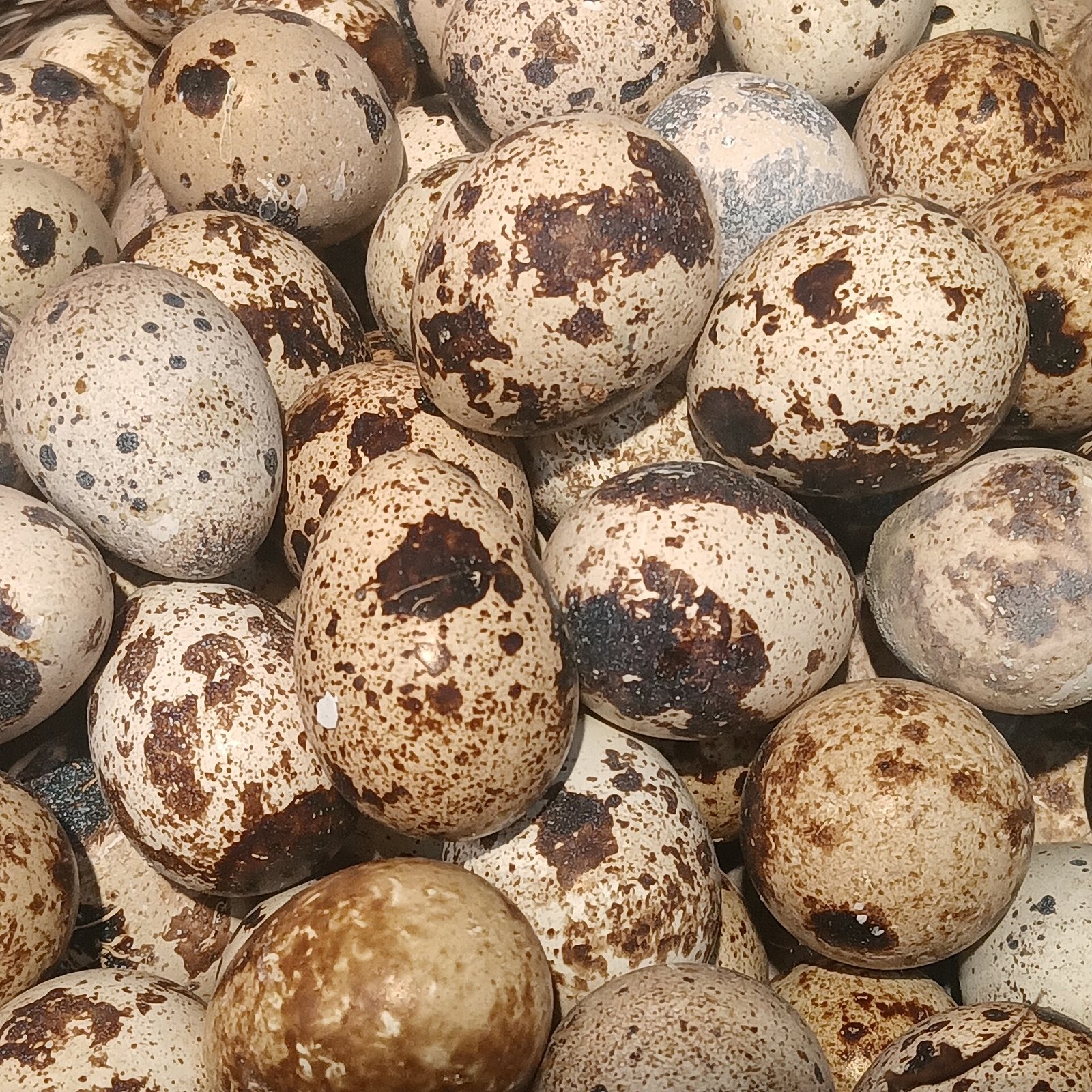 Fertile quail hatching eggs