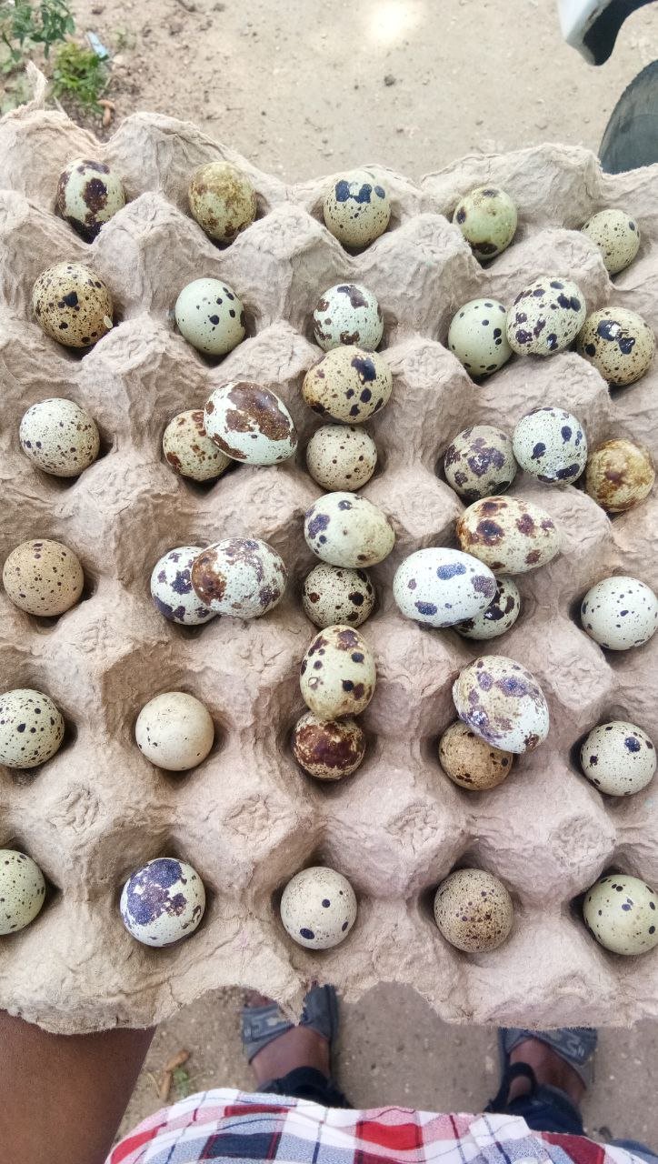 Large tray of quail eggs for bulk orders