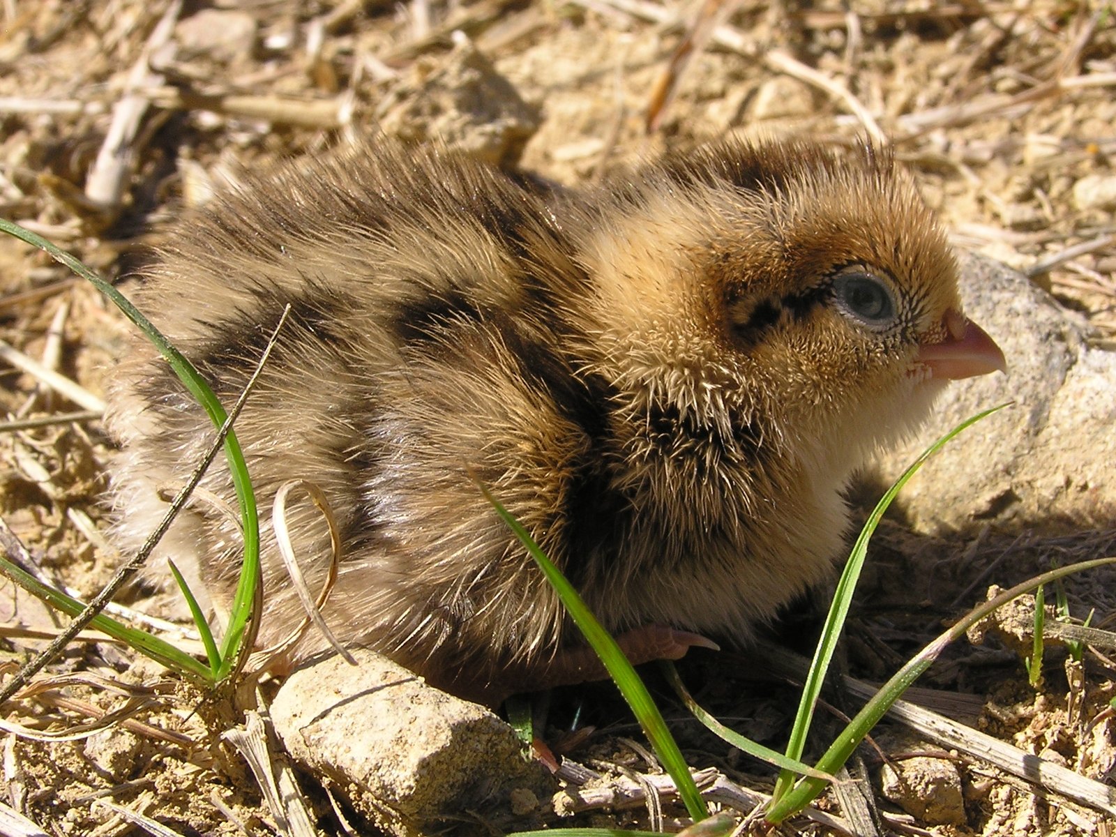 Day-old quail chick