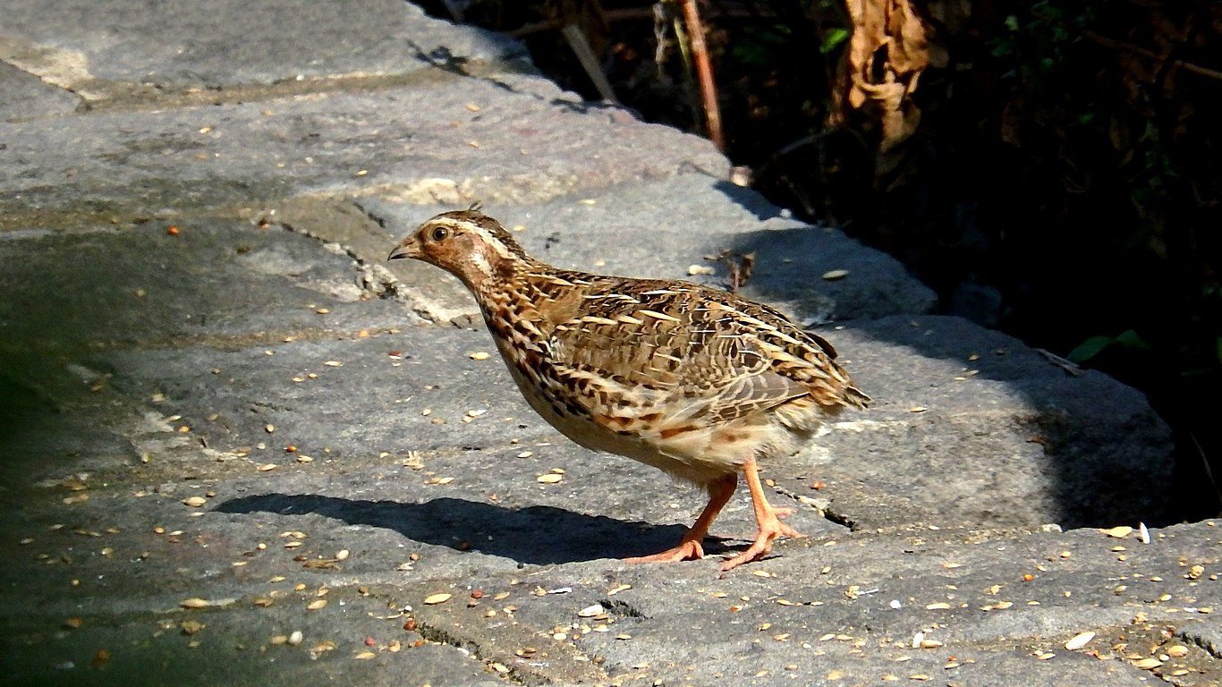 Grown live Japanese quail