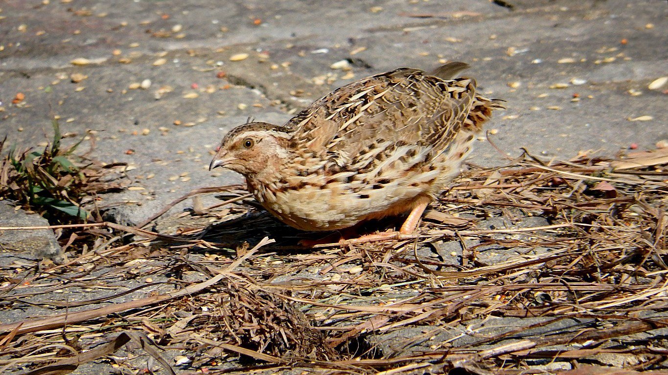 Laying quail hen